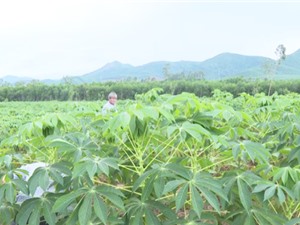 Quảng Ngãi: Tuyển chọn hai giống sắn mới kháng bệnh khảm lá